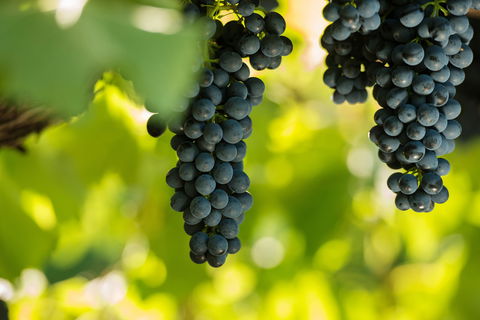 Garden & Field Wines - Hotel WA 0