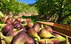 Glen Ewin Estate - thumb 2