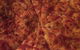 Rialto Gallery Restaurant - thumb 0