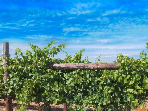 Rowsley Fault Vineyards - Hotel WA 0