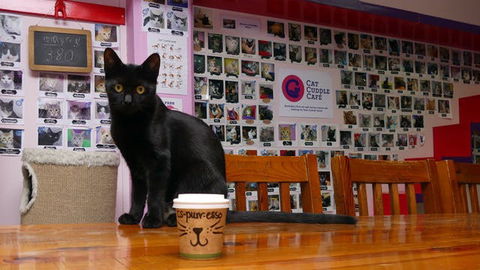 Cat Cuddle Cafe - Hotel WA 0