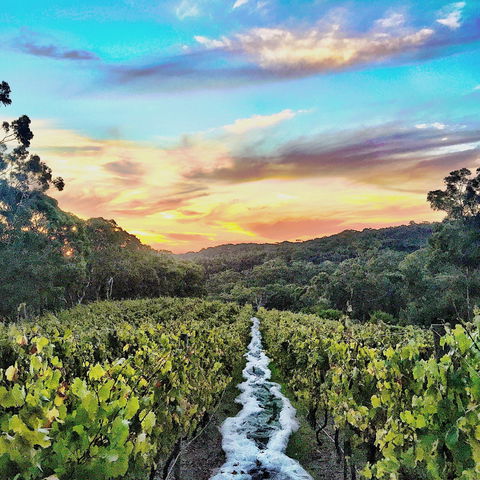 Between The Vines Cellar Door - Hotel WA 0