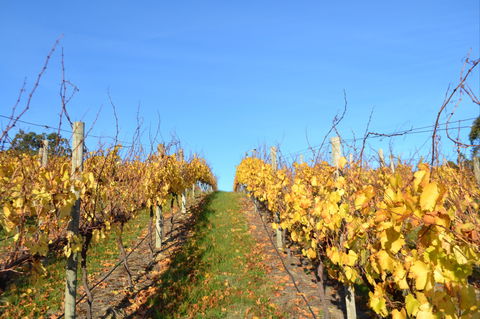 Between The Vines Cellar Door - Hotel WA 1