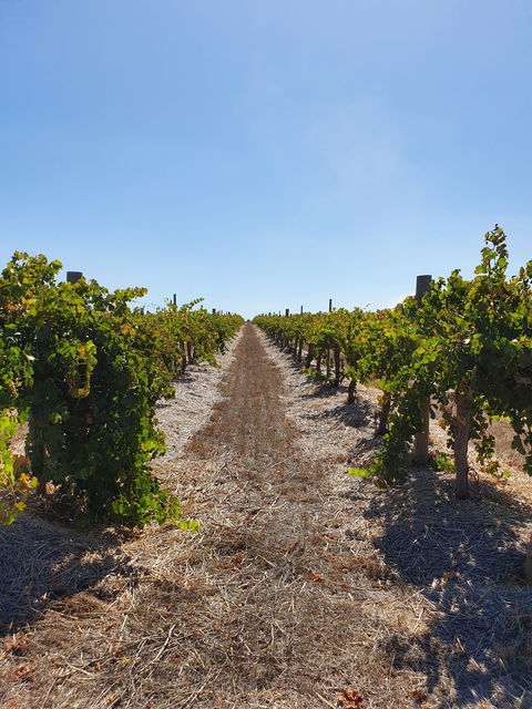 Ulster Park Wines - Hotel WA 2