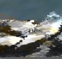 Jim Wild's Oyster Service - Hotel WA