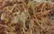 Cantucci's - thumb 0