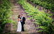 Mount Broke Wines Restaurant - thumb 3