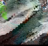 Champagne Bush Tucker Breakfast with the Koalas - Hotel WA