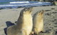 Kangaroo Island Seafront - thumb 40