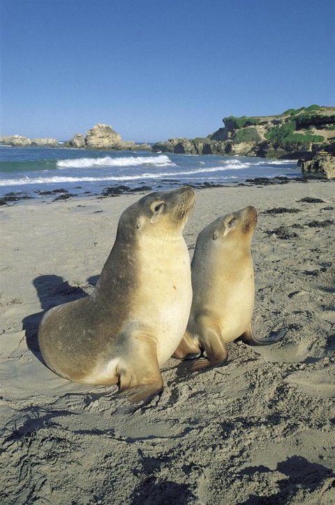 Kangaroo Island Seafront - Hotel WA 40
