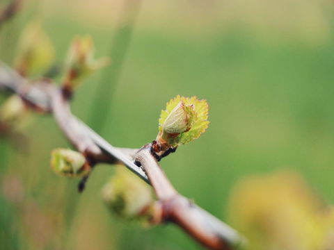 Lost In The Vines - Hotel WA 16