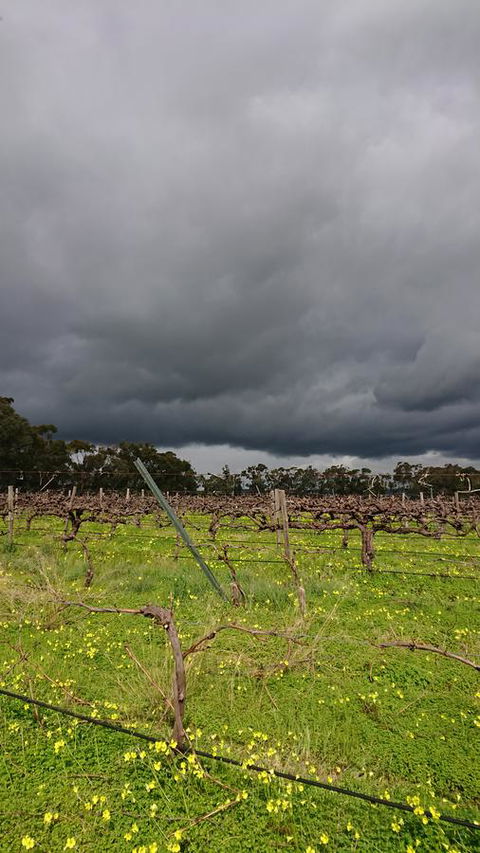 Lost In The Vines - Hotel WA 27