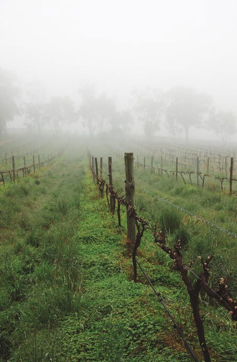Lost In The Vines - Hotel WA 15