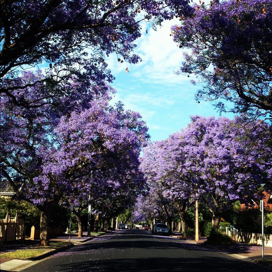 Wayville SA Hotel WA