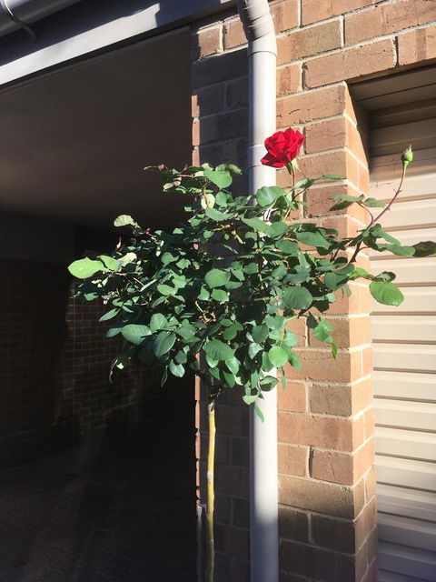Adelaide Style Accommodation-Close To City-North Adelaide-3 Bdrm- FREE Parking - Hotel WA 21