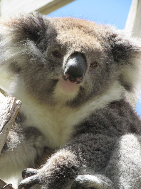 Lazy Days Cottage - Victor Harbor - Hotel WA 10