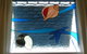 SeaShells Penneshaw - thumb 24