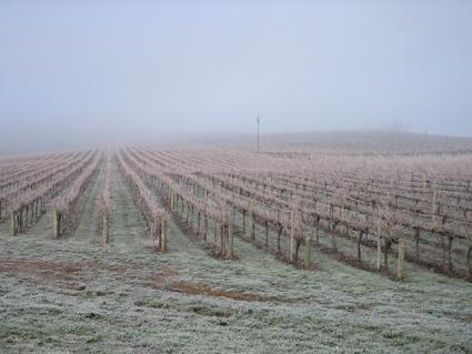 Vineyard Cottage BnB - Hotel WA 12