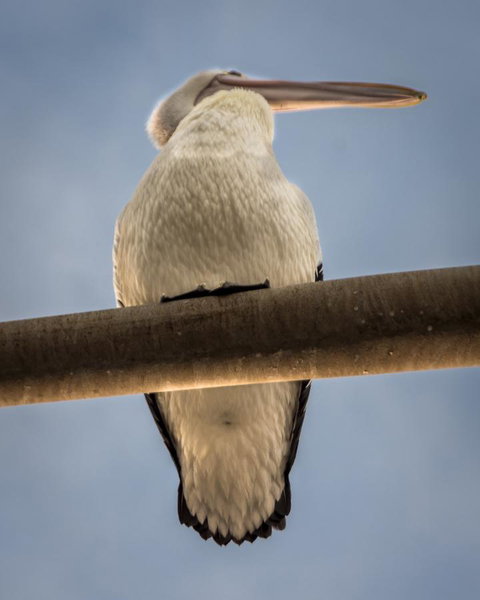 Penthouse On The Promenade - Hotel WA 16