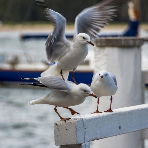 Penthouse On The Promenade - Hotel WA 15