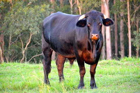 SummerHills Retreat Byron Bay - Hotel WA 38