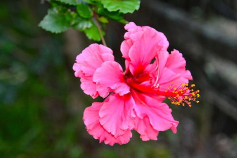 SummerHills Retreat Byron Bay - Hotel WA 35