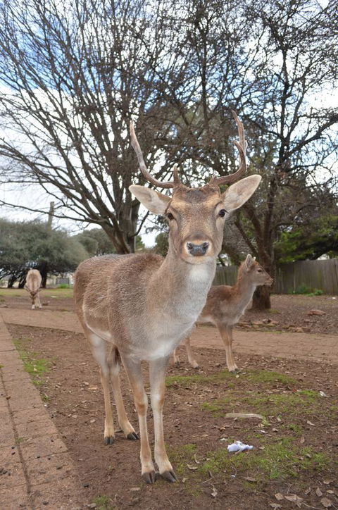 Deer Park Motor Inn Armidale - Hotel WA 23