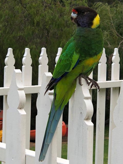 Riverview Tourist Park - Hotel WA 20