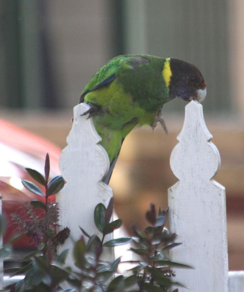 Riverview Tourist Park - Hotel WA 35
