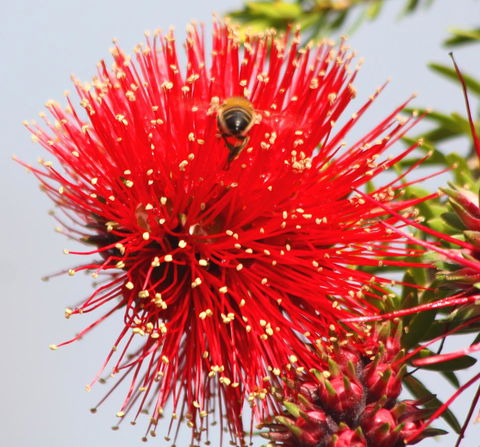 Riverview Tourist Park - Hotel WA 36