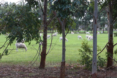 Sapphire Chalets, Augusta - Hotel WA 10