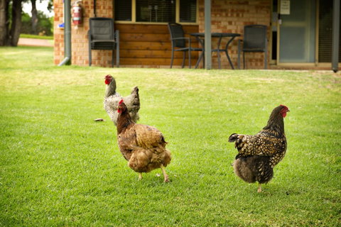 Peppermint Brook Cottages - Hotel WA 12