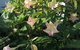 Bella Bali Gardens - thumb 22