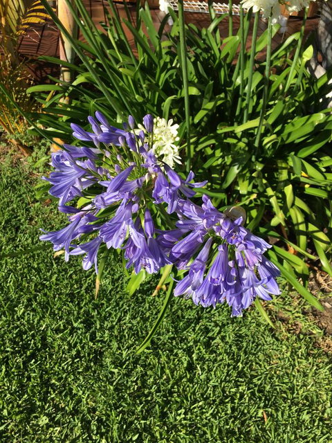 Bella Bali Gardens - Hotel WA 21