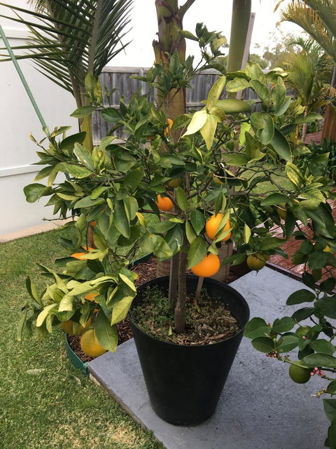 Bella Bali Gardens - Hotel WA 24