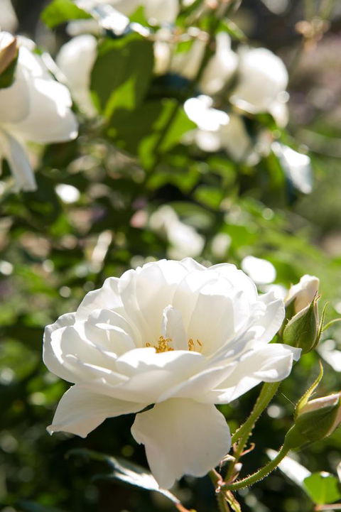 Ironstone Estate Lovedale - Hotel WA 40