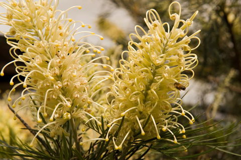 Ironstone Estate Lovedale - Hotel WA 36