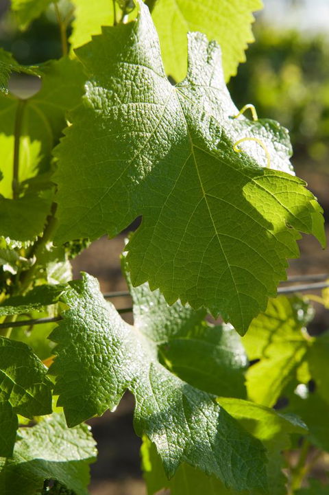 Ironstone Estate Lovedale - Hotel WA 35