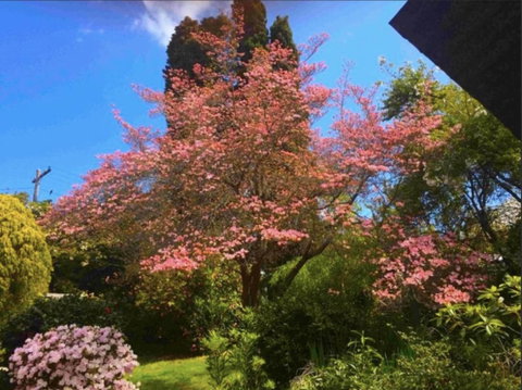 Dangal Gardens - Hotel WA 27