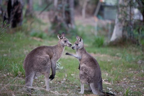 Bush & Bay Cottage - Hotel WA 31