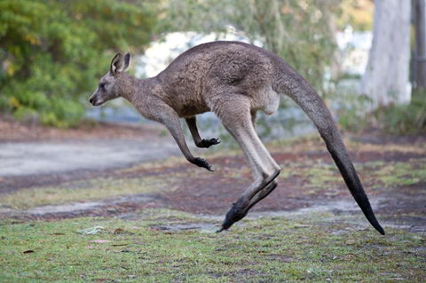 Bush & Bay Cottage - Hotel WA 2