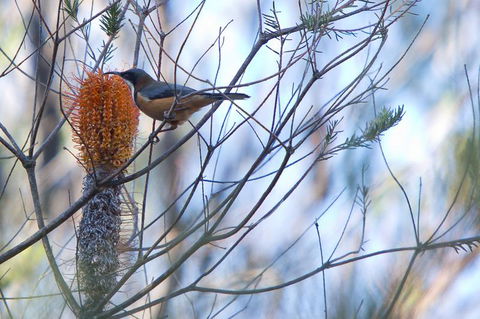 Bush & Bay Cottage - Hotel WA 32