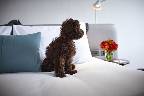 Hotel Indigo Sydney Potts Point, An IHG Hotel - Hotel WA 28