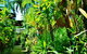Palms City Resort - thumb 14