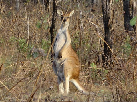 Mount Bundy Station - Hotel WA 41