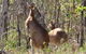 Mount Bundy Station - thumb 40
