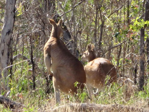 Mount Bundy Station - Hotel WA 40