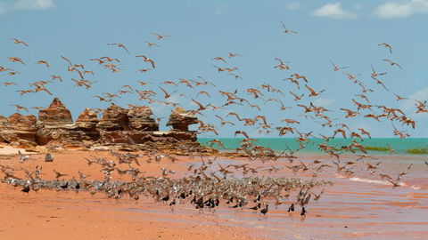Broome Bird Observatory - Hotel WA 1