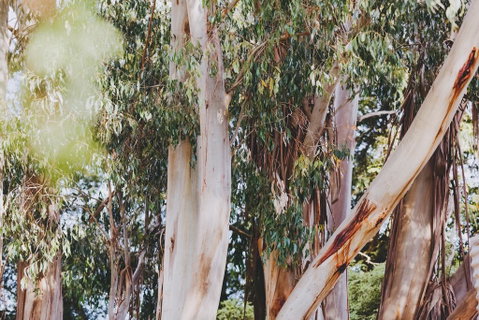 Dalblair Bed & Breakfast - Hotel WA 2