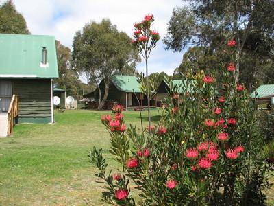 Derwent Bridge Chalets & Studios - Hotel WA 1